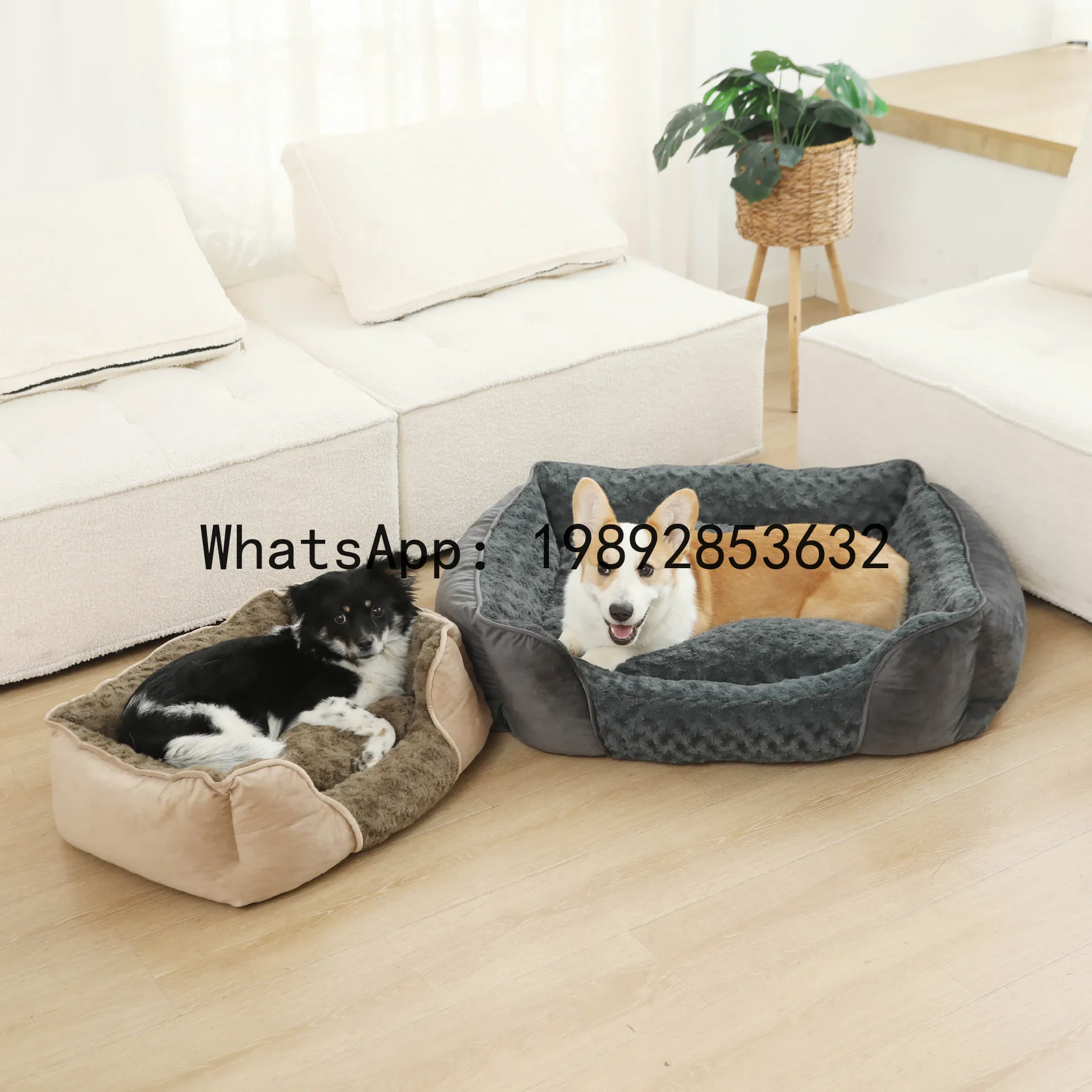 بيت للقطط شبه مغلق، حظيرة للكل - مراجعة Pet X Supplies & Tack Howell Photos وسعره