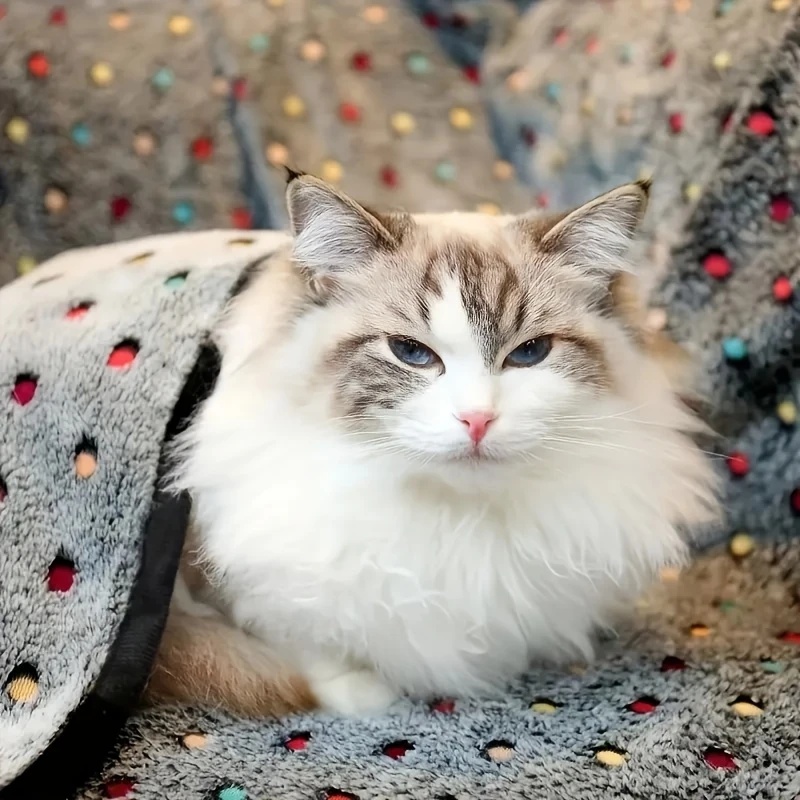 3 قطعة بطانية حيوانات أليفة لي - مراجعة Pet Supplies Direct وسعره